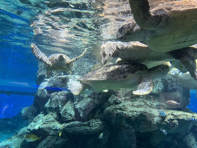 記念メダル　JETTY(名古屋港水族館) 　カメ 愛知県【名古屋港水族館】 記念メダル | 記念メダル図鑑