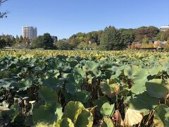 不忍池を見に来ました。
蓮が凄い！花の咲く時は見事でしょうねー
しかし、もう少し水面が見えるのかと思っていました。
