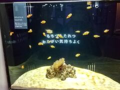 ランチ後はヨコハマおもしろ水族館 赤ちゃん水族館へ。