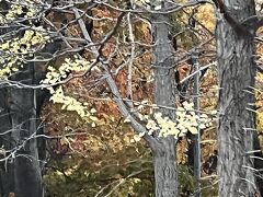 車窓からの円山公園の黄葉。