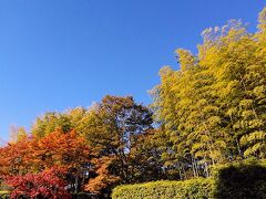 日本庭園
入口付近の紅葉に竹林