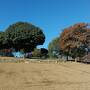 2023年11月19日 昭和記念公園の紅葉に銀杏は見頃ですね！ホテルはお気に入りの日航立川東京