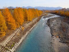 青い池の下流にあたる美瑛川の水も、この辺りだとかなり青っぽく色づいています。