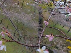 今日は愛知まで移動して小原の四季桜と香嵐渓の紅葉を愛でます。
と言っても天気予報は雨、何とか小原に着くまでに雨は止みましたが足元悪いです。