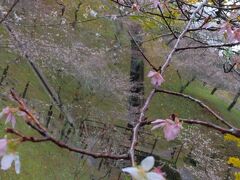 小原の四季桜