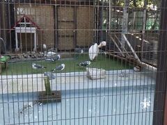姫路市立動物園
姫路城の出丸跡を潰した場所にある動物園。
格子の隙間から動物を眺める形になる。
安全を考慮した上での展示なのだろうが、もう少し見易く出来ないのかと思う。