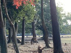 まずは早朝奈良公園へ。