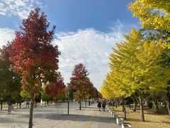 東京も、樹木が色づきはじめたね。
