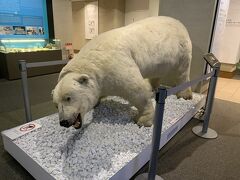 昼食べた後は昨日は入口を見ただけの北海道大学総合博物館へ