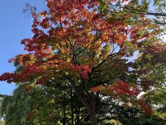 ホテルから歩いて中島公園にきました。
紅葉が始まってて色付く葉っぱがキレイです。