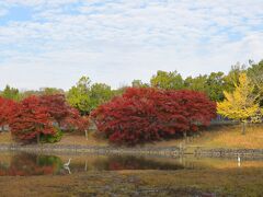 東大寺の少し北側にある大仏池の紅葉。この奥に正倉院があります。