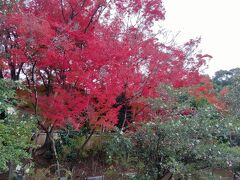 お花（山茶花、とどなたかが言っていました）と真っ赤なもみじと緑の葉っぱ、、すごい。