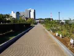 横須賀 ヴェルニー公園。
　ヴェルニー公園内のバラ園には数種類のバラ、今は時期じゃないけど、きれいに整備されています。