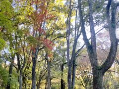 糺の森を歩いて戻りました

こちらもまだほとんど紅葉は見られません