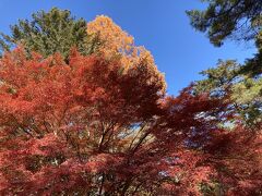 長瀞は紅葉も素晴らしかった。
これは上長瀞まで歩いてきて撮った写真。
本当は月の石もみじ公園に行こうかと話しながら歩いてきたが、イベント中で有料になっていたので入らず、県立自然の博物館の紅葉を楽しんだ。