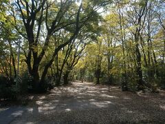 朝霞の森