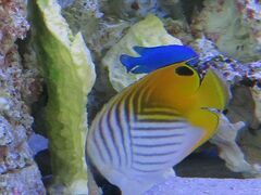 空港内のミニ水族館
鮮やか