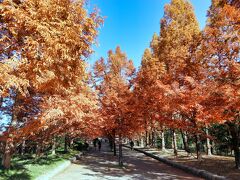 　メタセコイヤは、ヒノキ科で、葉と枝が対生し、高さ35ｍにも達する落葉高木です。黄金色に紅葉した並木がゆるやかな坂道となって多目的広場まで続いています。

