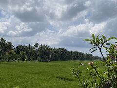ゴジェックバイクでブラットワンギの石けん工場へ。
めちゃくちゃ田んぼの中のあぜ道を歩く。
不安になりながらも進む