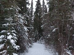 アラスカハイウェイを横切り森の中に入ってる
獣に鉢合わせたら怖いのですぐに出る