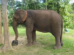 象（バナナを食べています。）