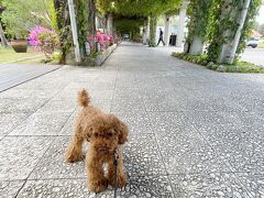 今日の宿に到着
オクマプライベートビーチ＆リゾート
沖縄犬連れ旅行で調べると一番出てくる宿。
噂通り、ドックフレンドリーで快適でした！！