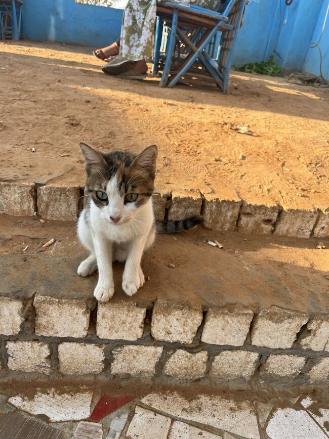 売店では朝食がてらスナック菓子を買った。1袋50円くらい。<br />車内でずっと寝ていたので、外が気持ちいい。<br /><br />写真は私のスナック菓子を狙うネコちゃん<br /><br />最後の休憩から1時間ほどでシワのバス停に到着した。<br />何もない景色だったところから、いきなり村の景色に変わった。<br /><br />バスを降り、荷物を受け取り、ホテルへ。<br /><br />歩いてホテルへ向かってたが、30分以上かかるとのことで、途中で諦めトゥクトゥクに乗りホテルへ。200円くらいだった。