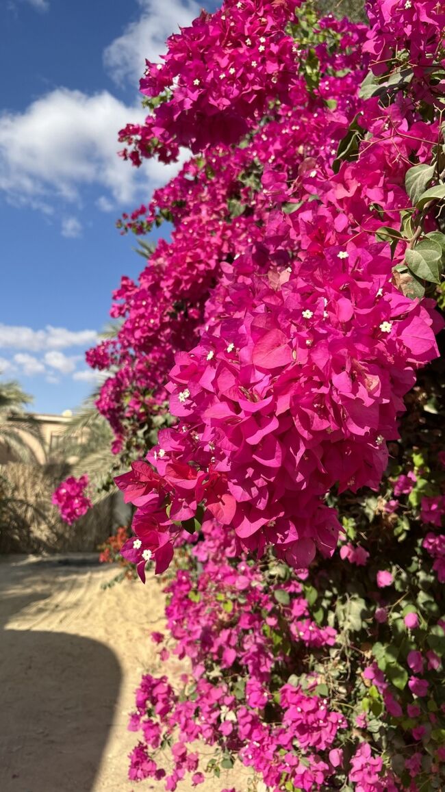 濃いピンク。<br />南国の花って華やかでずっと見ていられる。<br /><br />あ、これ葉っぱでしたね(^^;)