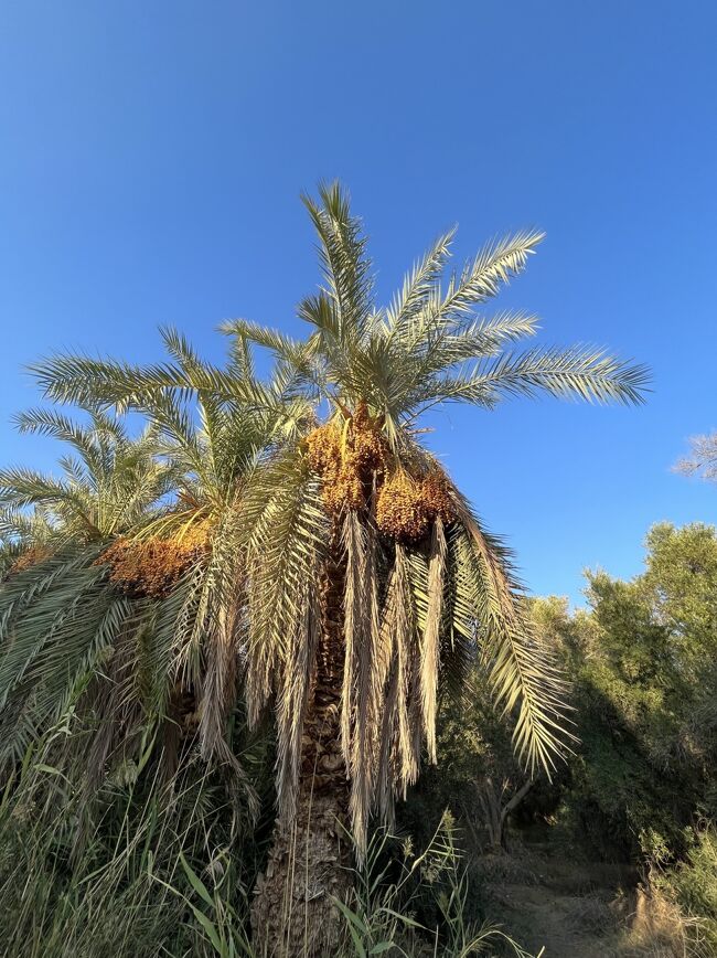 大きく育ったナツメヤシの木<br /><br />たくさん実をつけている