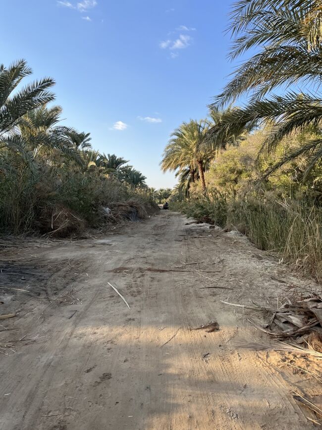 シティ行きの道とは打って変わって、夕陽スポットへの道はずっとこんな感じだった。<br />舗装されていない土の道を自転車で走るのは久しぶりだったが、360度ナツメヤシの木に囲まれた道はジャングルのようで楽しかった。