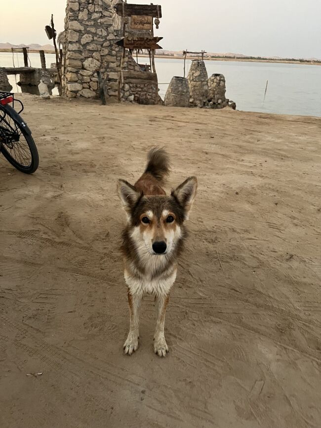 めっちゃしっぽ振ってくる。<br />かわいい(笑)