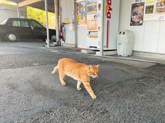 16時頃、高千穂バスセンターへ戻って来ました。
荷物を受け取り、次の16:25発延岡行きのバスが来るまで、
ひたすら待つことに。この初日は
待ち時間で無駄な時間を過ごす事が多いな～っと思っていた所、
何と茶トラちゃんがバスセンターを堂々と横切っているでは？
これはまさかの出会いで、先ほどのタクシーが来なかった事件を
忘れさせてくれるぐらいのサプライズ～！