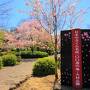 【観桜の旅2023】県央の桜の名所を訪ねて