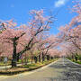 【観桜の旅2023】県央の桜の名所を訪ねて