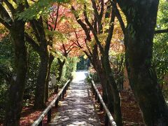 光悦寺は、この参道の紅葉が有名。