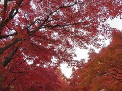 2023.11.28　火　AM6:46　　智積院
https://chisan.or.jp/　　　（公式HP)
京都府京都市東山区東瓦町964番地　無料大P右奥あり　
【名勝庭園】拝観料300円
【宝物館】　拝観料500円
境内は無料（24時間）で結構見学出来ます　四季を通じてお勧めです　
この写真の場所は全て無料区域です

ここは修行坊主さんが奇麗に境内をしてるので落葉しているのかしてないのか分かりませんでした。見頃チョット過ぎたと言う感じ
