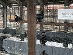 宇治川の鵜飼