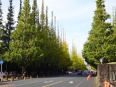 神宮外苑の銀杏並木が見えてきました。