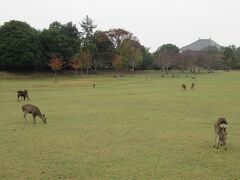 奈良公園