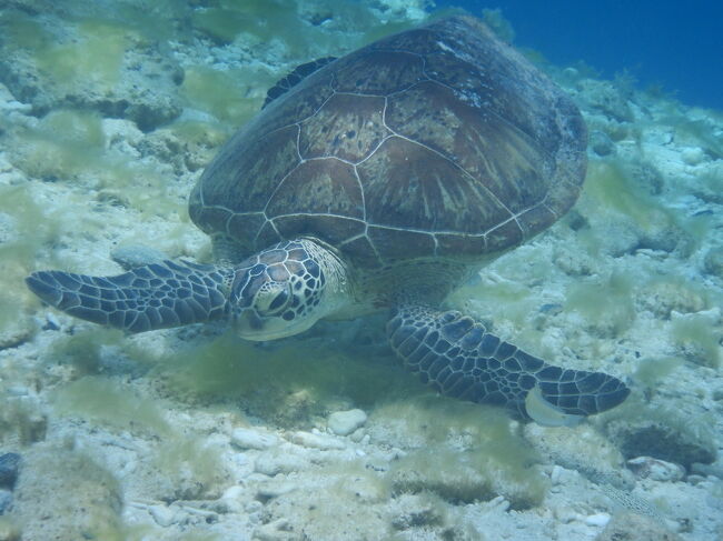 嘉比島の砂丘の波打ち際先端、一番何もないからあんまり泳がないところなんですが、東のイソバナゾーンから上陸するより泳いだ方が早そうって泳いで北に回り込もうとしたらそこにまんまと亀。<br />ここなんか海藻がふわふわしてて、それめっちゃ食べてた。