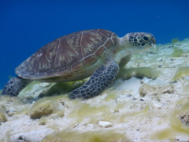 おいしそうでしたね