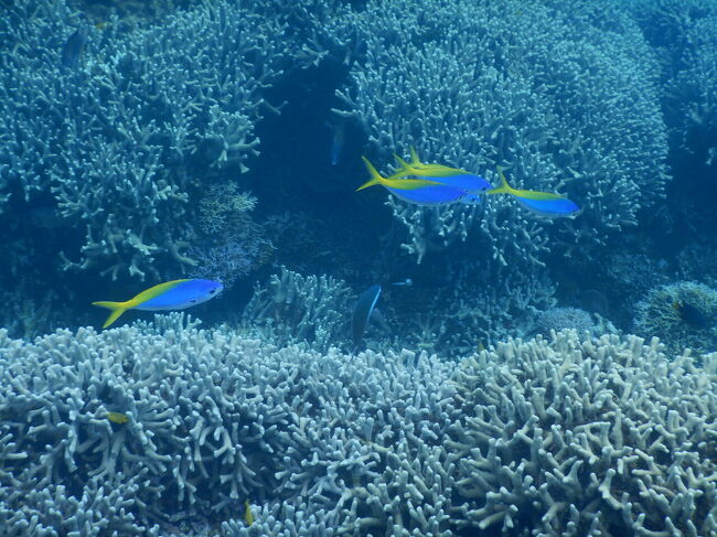 ウメイロモドキ<br />いつ撮っても下手です