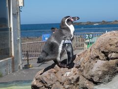 フンボルトペンギンは屋外。羽に名前が書いてあるよ。
＿人人人人人人＿
＞　ベッカム　＜
￣Y^Y^Y^Y^Y￣