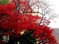 渡月橋近くの天龍寺[https://www.tenryuji.com/]は紅葉が綺麗に色付いていました。
本当は中を見物したいところですが、時間もないのでおこぼれだけ預かります。