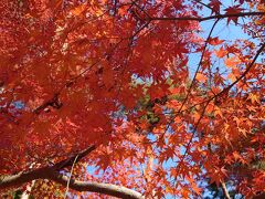 10:35　月の石もみじ公園

駅から歩いて、紅葉がきれいなこちらの公園へ。
平日なのにかなり賑わっていました。