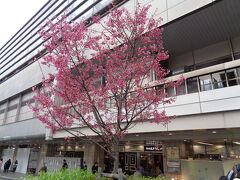 京都駅到着．早咲きの桜が咲いていました．