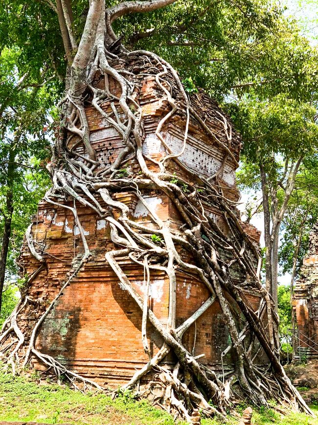 <br />プラサット・プラム井関農機の倉庫にも寄生植物の根っこで入り込ん<br /><br />でいます。