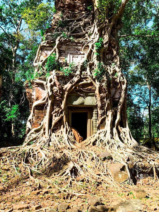 <br />この木の根が血管ように巻き付いています。今では希少な景観の一つ<br /><br />であります。