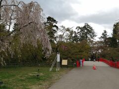 弘前城はなんとか桜が残っていました