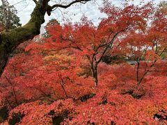 谷間いっぱいに紅葉
今回の京都で、一番の紅葉でした